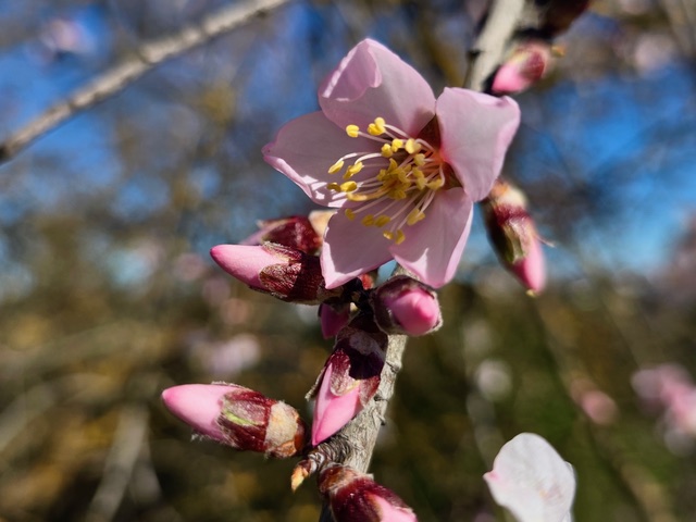 Prunus amygdalus var. amara. Photo © Karethe Linaae